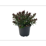 2L Hebe - Hebe 'Catherine'