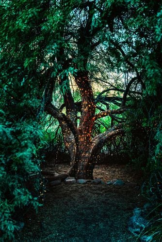 Large tree covered in fairy lights