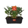 Punnet Pea Melbourne Market - Pisum sativum - Grow Your Own Range