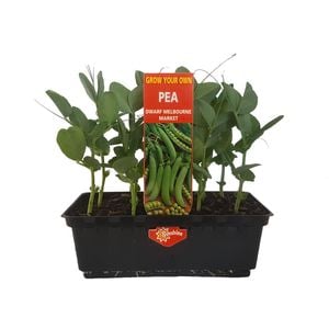 Punnet Pea Melbourne Market - Pisum sativum - Grow Your Own Range