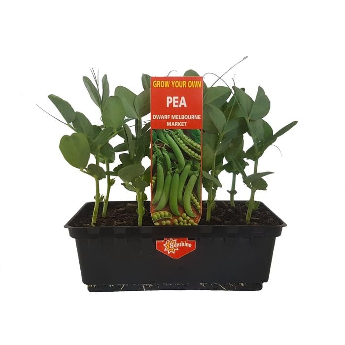 Punnet Pea Melbourne Market - Pisum sativum - Grow Your Own Range
