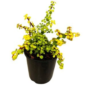 1.9L Rainbow Bush - Portularia afra Varigata