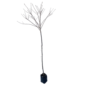 1.8m Flowering Cherry - Prunus accolade
