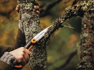 Garden saw cutting off branch from tree