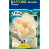Daffodil Obdam - 5 Bulbs