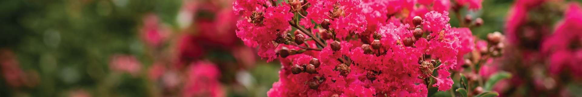 Background banner image displaying Fleming's Nurseries product.