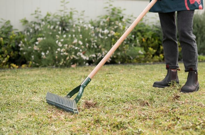 Dethatching rake bunnings discount