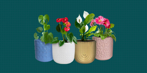 Various plants in different coloured textured pots.