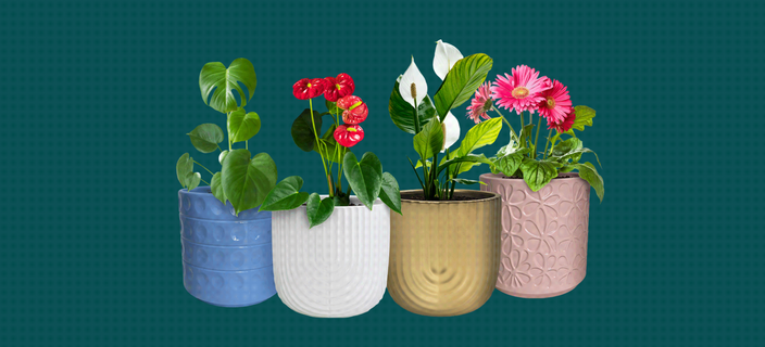 Various plants in different coloured textured pots.