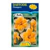 Daffodil Orangery - 5 Bulbs