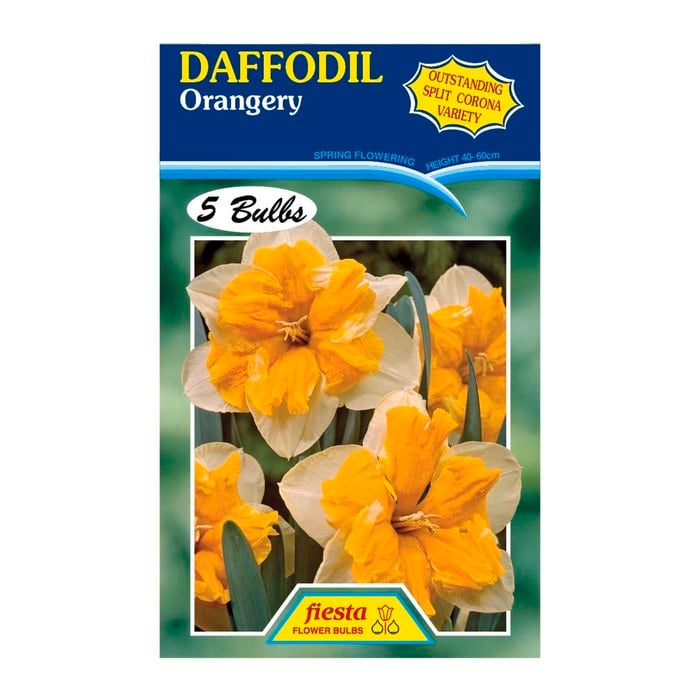 Daffodil Orangery - 5 Bulbs