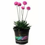 1.5L Dreameria Daydream - Armeria Thrift