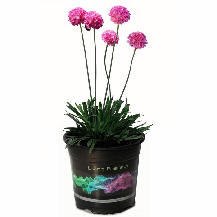1.5L Dreameria Daydream - Armeria Thrift