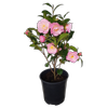 2L Camellia Nicky Crisp - Camellia hybrid