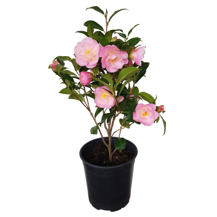 2L Camellia Nicky Crisp - Camellia hybrid