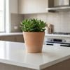 Eden 16cm Italian Terracotta Light Clay Cono Pot