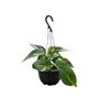 130mm Devils Ivy Hanging Basket - Epipremnum