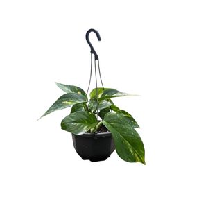 130mm Devils Ivy Hanging Basket - Epipremnum