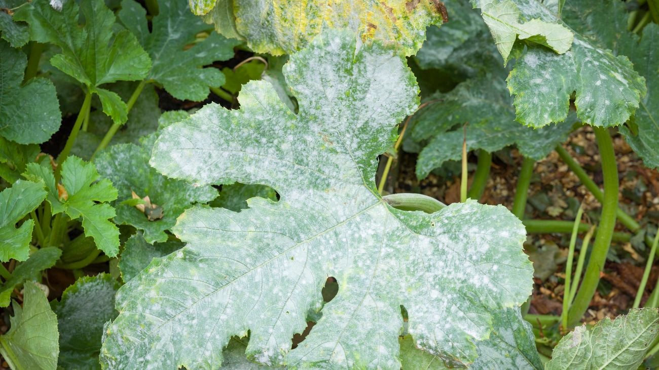 A large leaf with a white or light grey coating on foliage