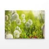 Beautiful White Allium Circular  Print 100% Australian Made 90 x 60cm  (Acrylic)