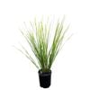 140mm Lomandra Verday - Lomandra longifolia