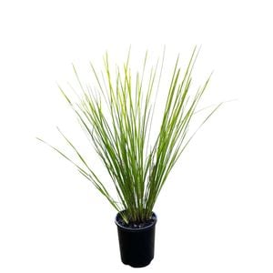 140mm Lomandra Verday - Lomandra longifolia