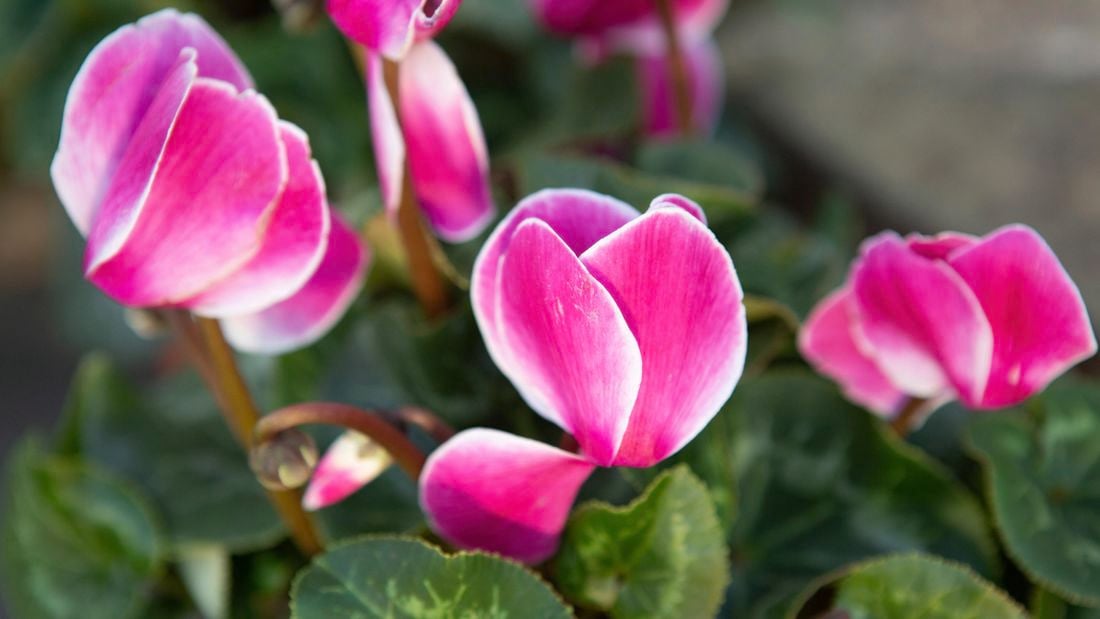 Closeup shot of blooming cyclamen flowers