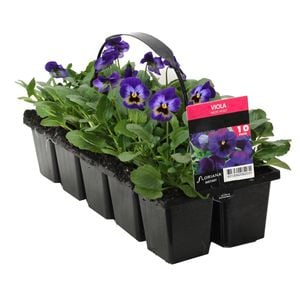 10 Cell Viola Delta Neon Violet - Viola cornuta