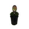 3.5L Hebe Emerald Gem - Hebe