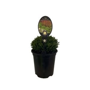 3.5L Hebe Emerald Gem - Hebe