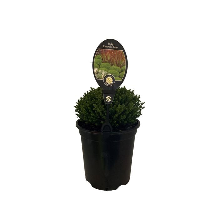 3.5L Hebe Emerald Gem - Hebe