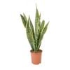 240mm Mother-in-law Tongue - Sansevieria Laurentii