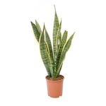 240mm Mother-in-law Tongue - Sansevieria Laurentii