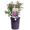 140mm Dolchica - Spirea x bumalda