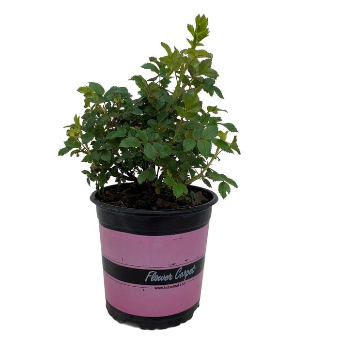 2.5L Carpet Rose Pink Splash - Rosa