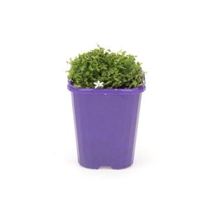 85mm Step-ables - Pratia White