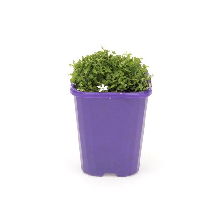 85mm Step-ables - Pratia White