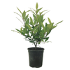 3.5L Bay Tree - Laurus Nobilis