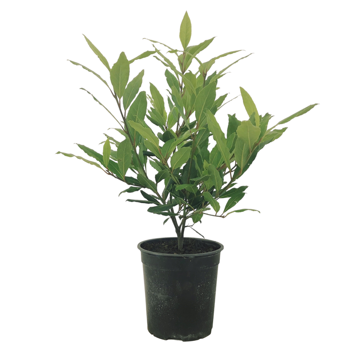 3.5L Bay Tree - Laurus Nobilis