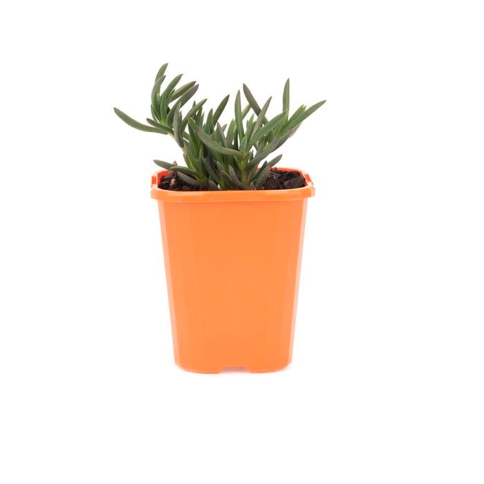 85mm Bright & Easy - Mesembryanthemum Red