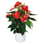 140mm Assorted Anthurium - In Ceramic Pot