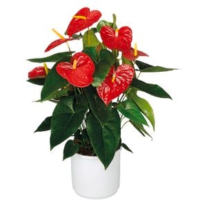 140mm Assorted Anthurium - In Ceramic Pot