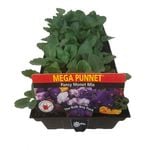 Pansy Monet Mix - Mega Punnet Flowering Range