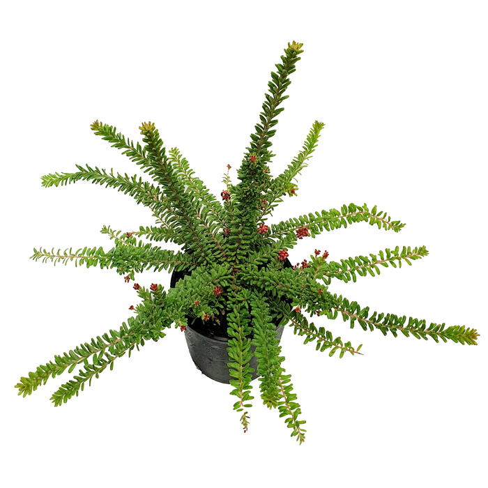 140mm Mt Tamboritha - Grevillea lanigera