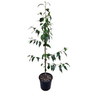 4L Mexican Alder - Alnus jorullensis