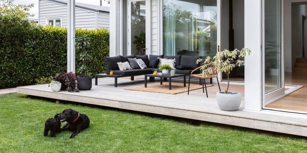 Black outdoor setting with white house and green lawn and dogs playing on the lawn.