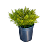 2L Hebe James Stirling - Hebe ochracea