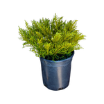 2L Hebe James Stirling - Hebe ochracea