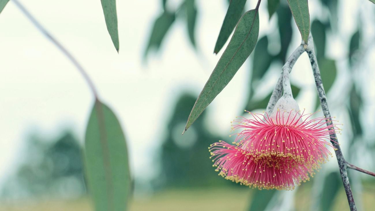 A pink flower and leaves on a gum (eucalyptus) tree