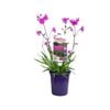 140mm Passion - Lychnis viscaria Splendens Plena